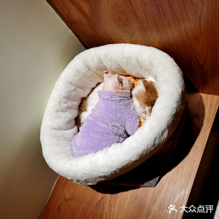 有猫主题·治愈系猫咖(曾厝垵店)图片