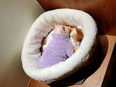 -有猫主题·治愈系猫咖(曾厝垵店)