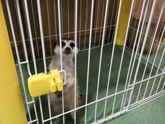-藦茜花园宠物主题亲子互动体验馆(国顺东路店)