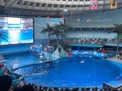 -海合安成都极地海洋公园