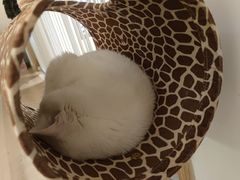 -猫腻·猫咖·撸猫馆(星光大道店)