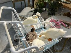 -共舞时光猫咖·狗咖(新街口店)