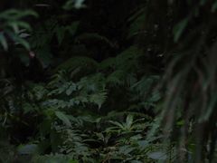 -西岭雪山大飞水景区