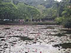 -野象谷景区