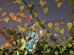 -伊隆斋(什刹海店)