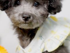 -翊宠yipet猫狗购宠庄园犬舍•猫舍