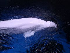-海合安武汉极地海洋公园