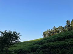 -龙坞茶村