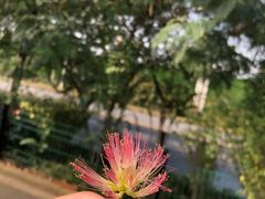 -苏梅花园(群星城店)