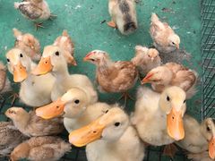 -前小桔亲子创意农场·草莓采摘·露营烧烤