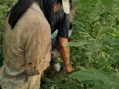 -西瓜小镇