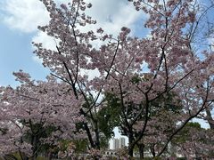 -顾村公园