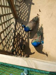 -萌宠亲子动物乐园(槐房万达店)