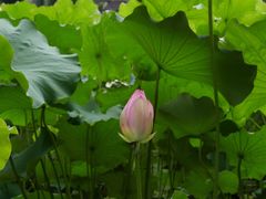 -四川大学(华西校区)