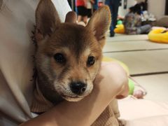 -逗柴咖啡屋·狗咖猫咖宠物桌游