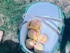 -老袁家蜜桃农场·阳山水蜜桃