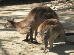 -费瑟代尔野生动物园