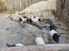 -泉州海丝野生动物世界