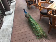 -阳朔悦榕庄·明月西餐厅&清风吧