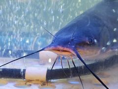 -鱼酷活鱼烤鱼(南京水游城店)