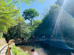 -王顺山国家森林公园