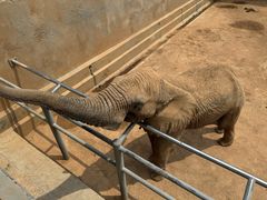 -西霞口神雕山野生动物世界