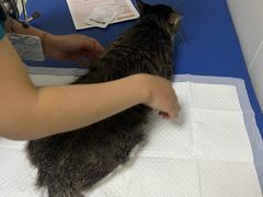 -美联众合动物医院·24h转诊中心