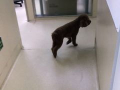 -爱侣宠医·鹦鹉专科·小型哺乳类·异宠专科(灵石路店)