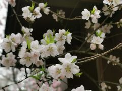 -苏州上方山国家森林公园