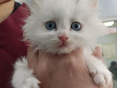 -纳吉亚猫专科动物诊疗中心(蒋宅口分院)