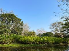-中国科学院西双版纳热带植物园