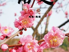 -无锡梅园公园