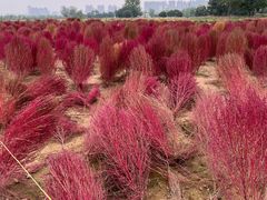 -汉长安城未央宫国家考古遗址公园