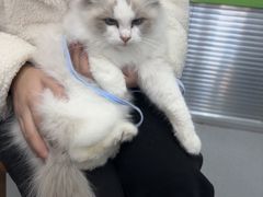 -心仪动物医院·牙专科·肿瘤·心脏科(西客站院)