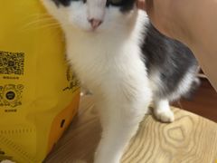 -楼上猫咖(罗湖店)