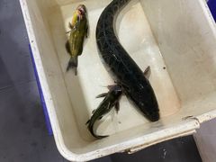 -九寨沟石锅鱼(沣峪口二十年店)