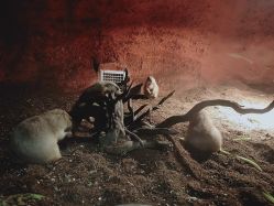 -酷嗒动物文化乐园(cutezoo西溪乐天城店)