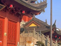 -上海东林寺(金山区)