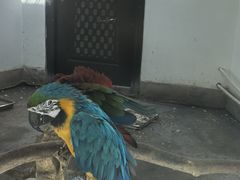 -青藏高原野生动物园