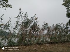 -梁鸿国家湿地公园