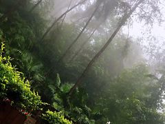 -铁山坪森林公园