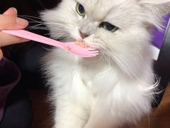 -李小姐の猫咖啡馆(五角场店)