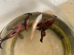 -小猫钓鱼海钓俱乐部(椰梦长廊店)