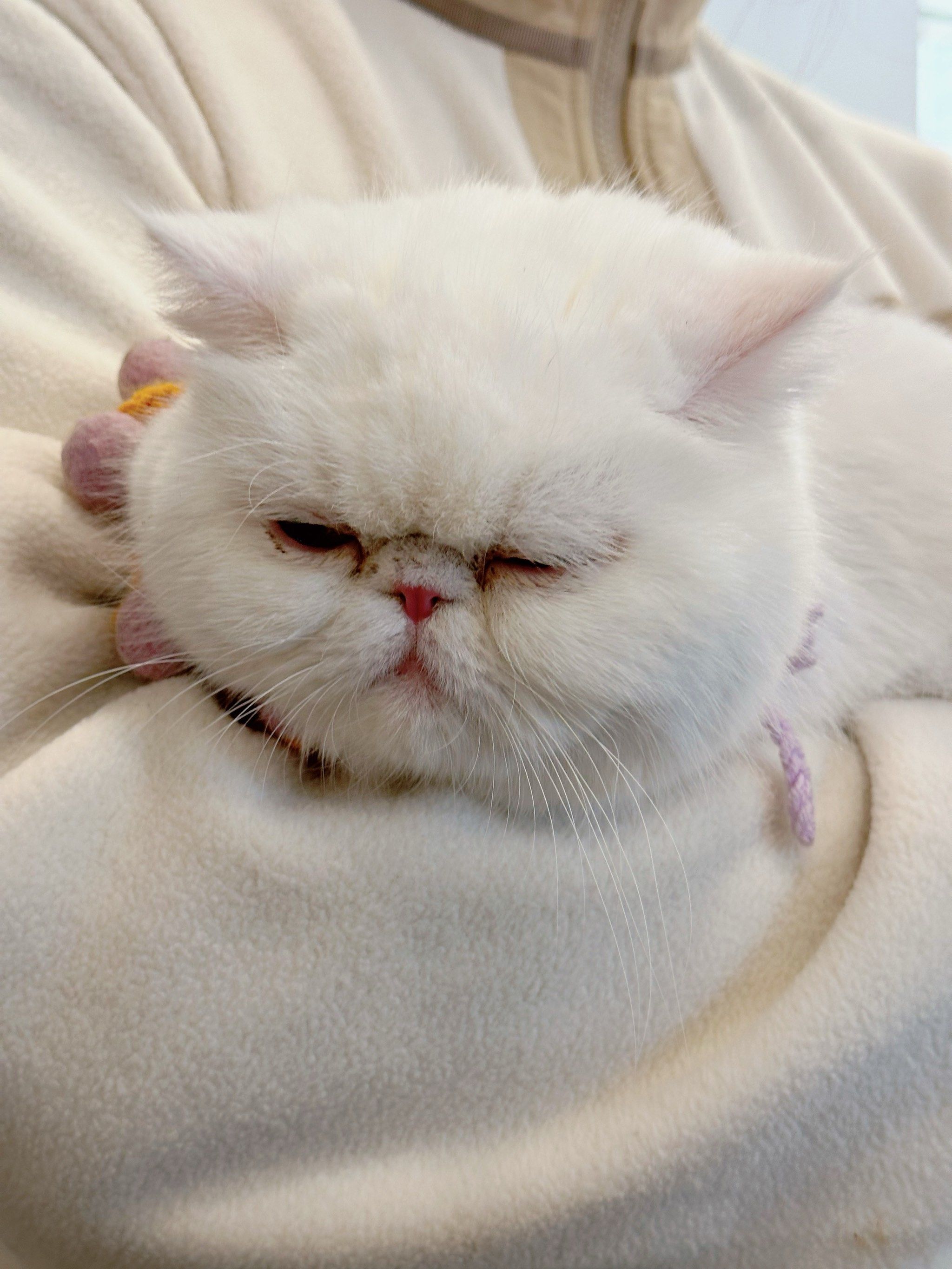 一个特别害羞的小猫咪