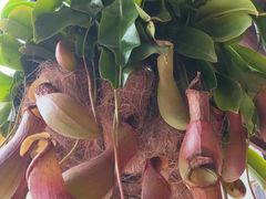 -顺德了能馆(虎门店)