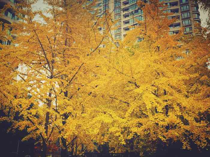 黄金城道步行街-"心心念念想去拍樱花94现在已无早樱94全.