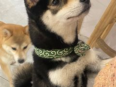 -柴犬小屋·柴餐厅·狗咖食堂(金鼎广场店)