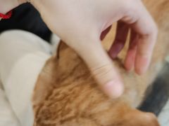 -锤子火锅(百步亭金桥汇2期店)