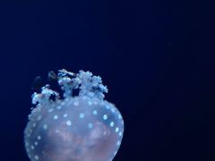 -瑞普利水族馆