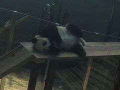 -大连森林动物园